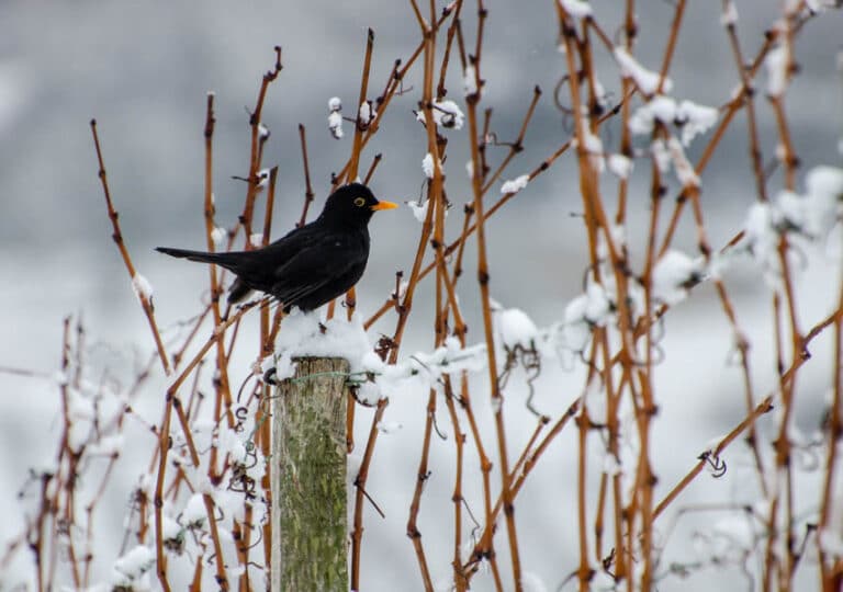 „Bild des Monats Januar 2021“ Jugend von Hanna Wirth „Amsel“
