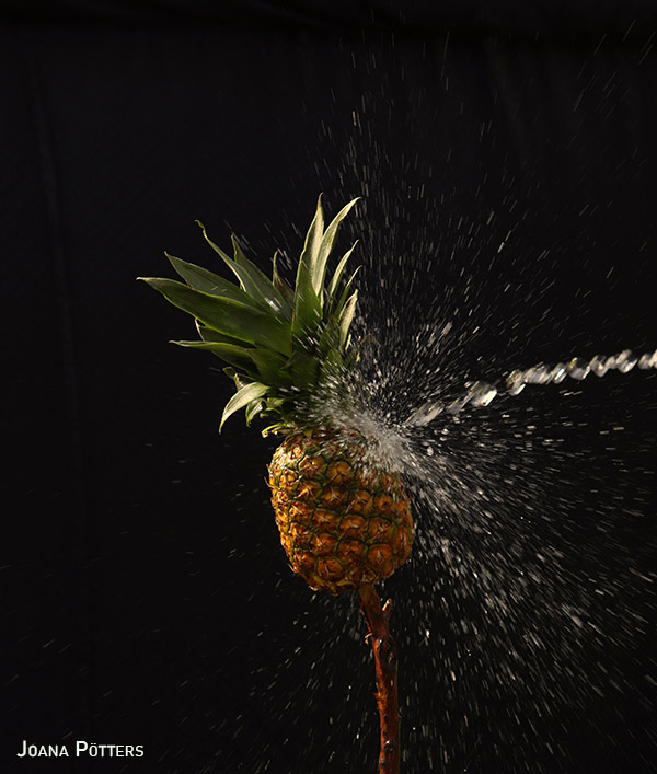 Joana Poetters Ananas01