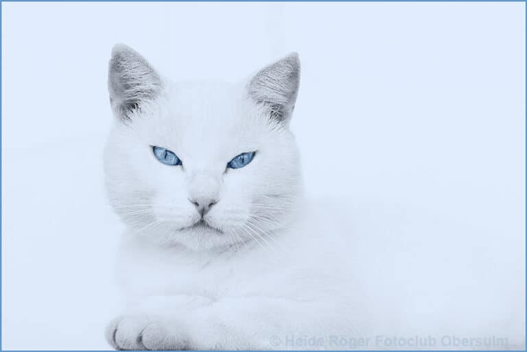 katze-900x600-heide-roeger