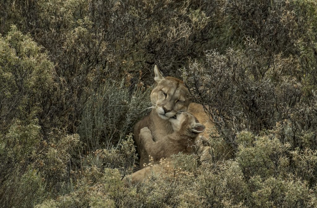 puma zeit der zaertlichkeit fco