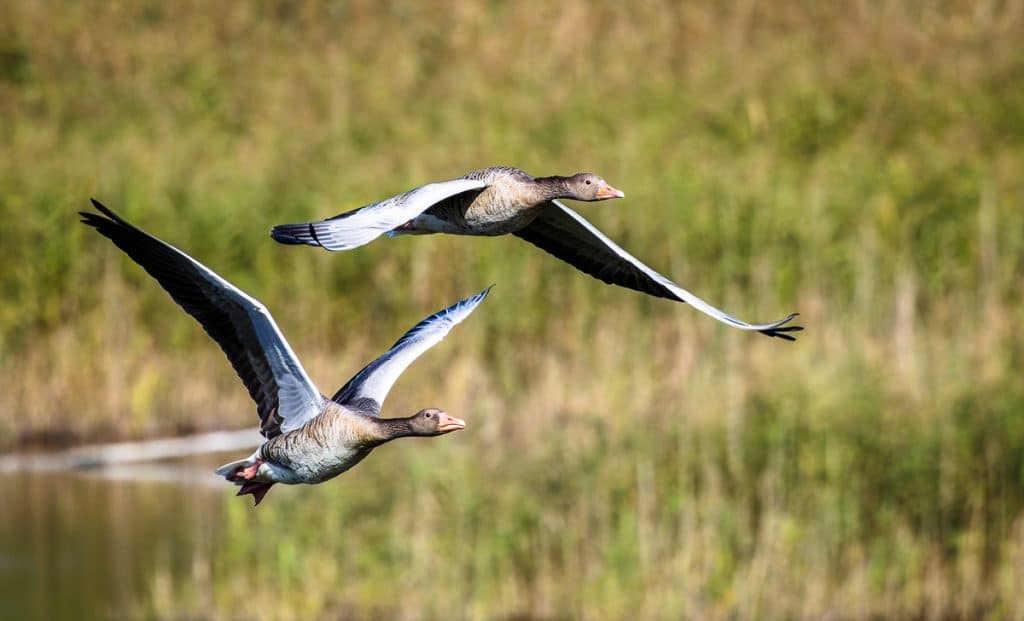 rodlf mester flug der graugaense