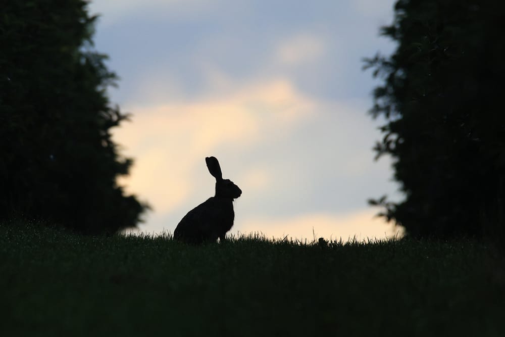 ralph g hase