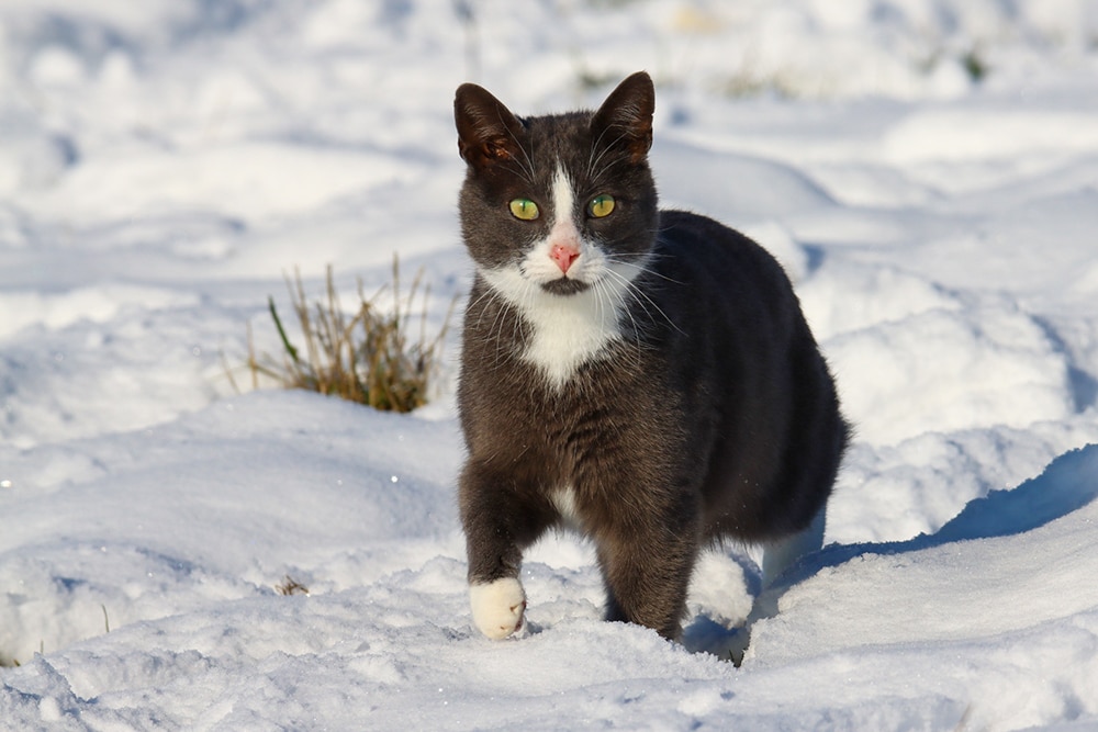 ralph g. schnee katze