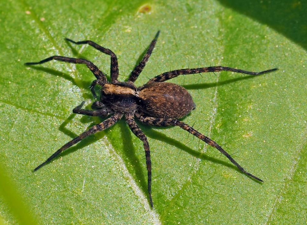 wolfspinne pardosa