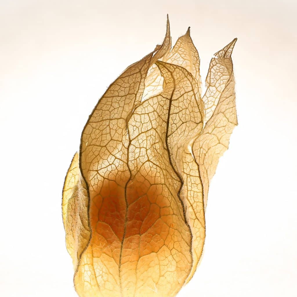 physalis hmohr