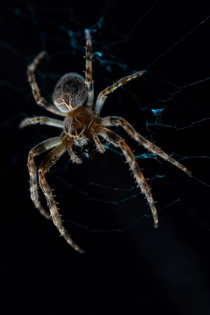 bge 01 brueckenkreuzspinne