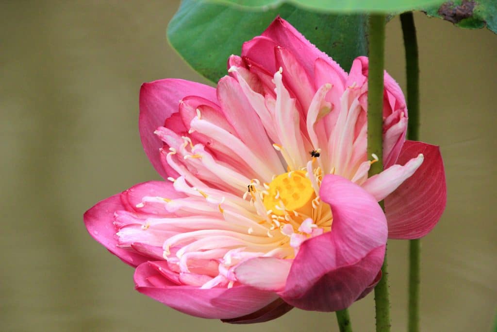 robert dostal kambodscha lotus