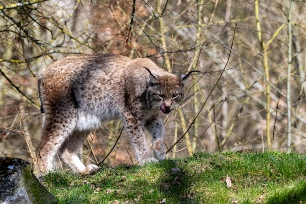 wirth ralf luchs 20250320 113143 raw 2894
