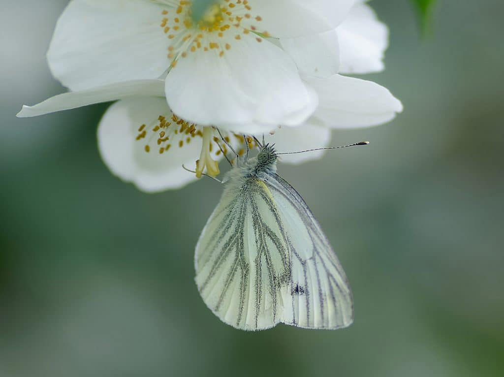 heide roeger 1. platz bild des monats september 2025 schmetterling