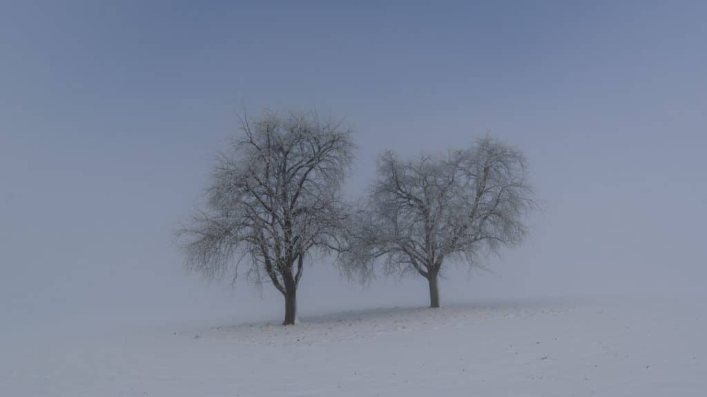 ebel nebel