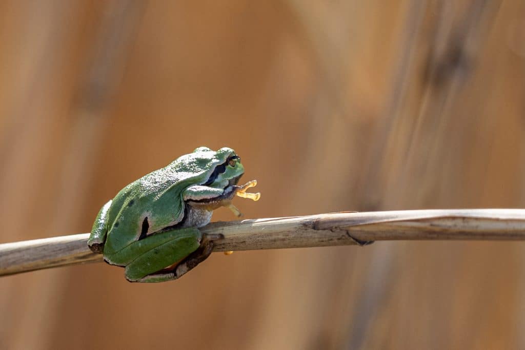 h mohr laubfrosch