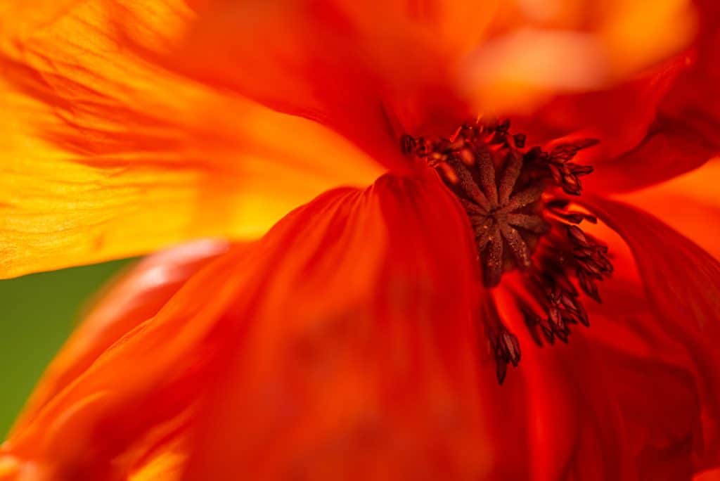 bdm rs mohn in zingst