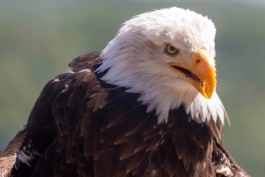 freddy brunnengraeber weisskopfseeadler