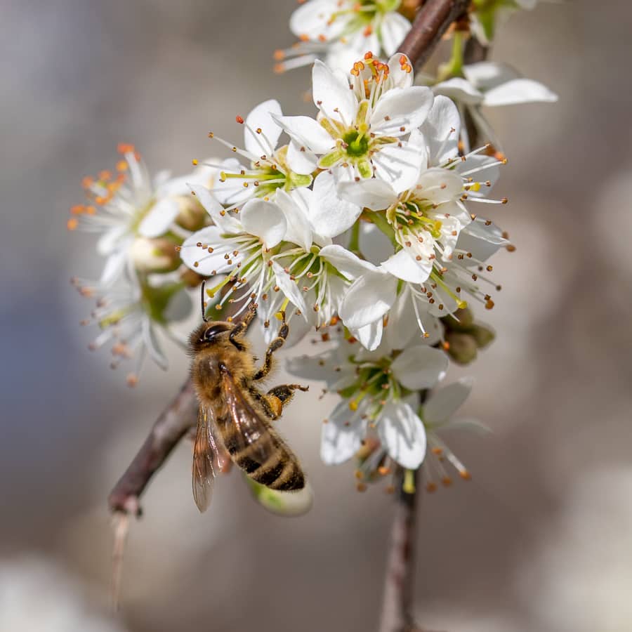 fruehlingsbeginn
