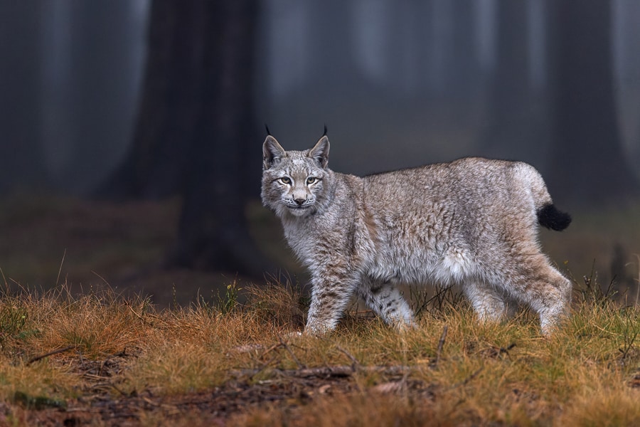 hermann mohr luchs