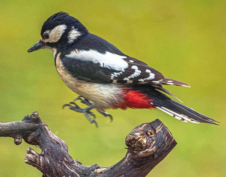 huepfender specht