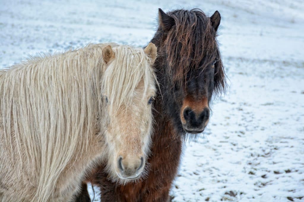 michael h 01 winterponys
