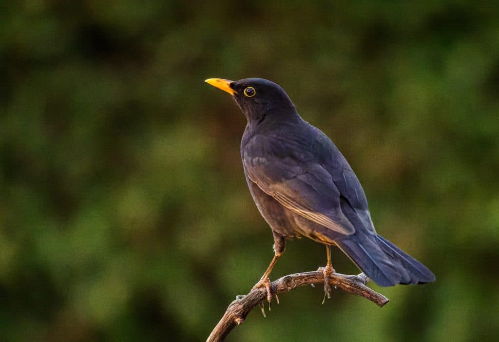 r6ii0119 cr3 dxo deepprime 1 amsel