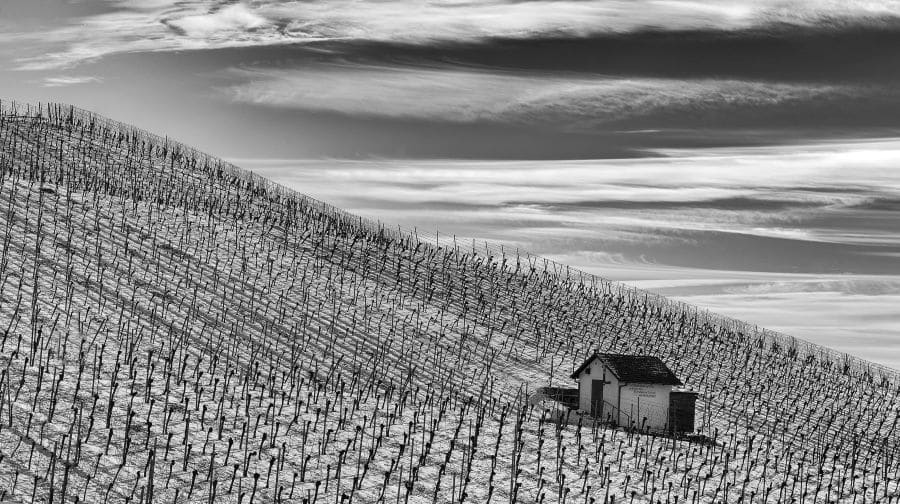 weinberg im winter heide