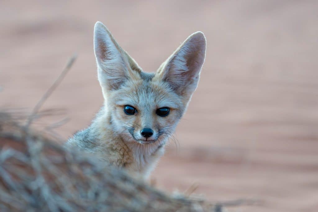 wuestenfuchs